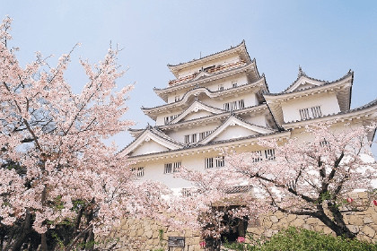 広島県の福山城と桜の画像